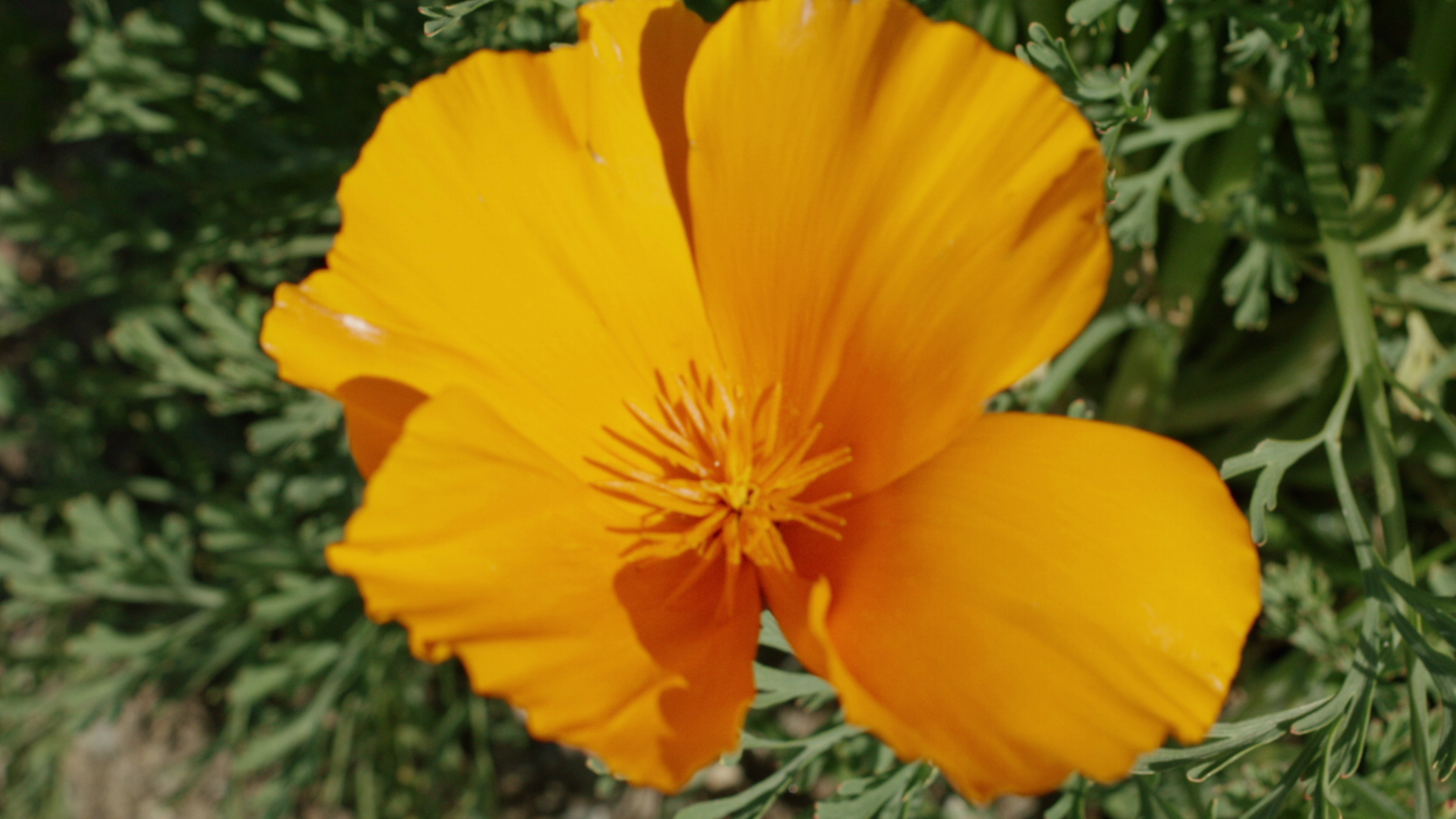 Carbo Culture: California nature